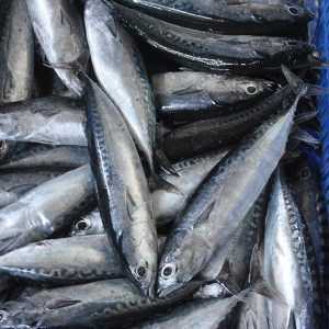 Cá ngừ ồ nguyên con - 1kg 2 vỉ - Chỉ bán tại TPHCM